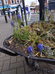 Muscari