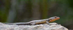 Ninurta coeruleopunctatus