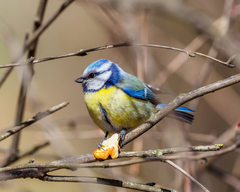 Cyanistes caeruleus