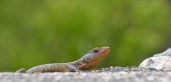 Ninurta coeruleopunctatus