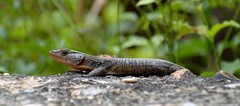 Ninurta coeruleopunctatus