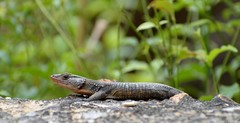 Ninurta coeruleopunctatus