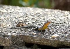 Ninurta coeruleopunctatus