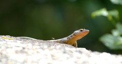 Ninurta coeruleopunctatus