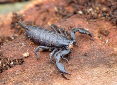 Opisthacanthus capensis