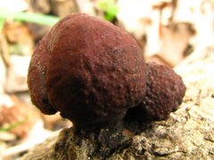 Daldinia childiae