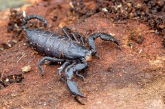 Opisthacanthus capensis