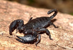 Opisthacanthus capensis