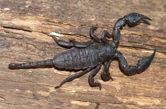 Opisthacanthus capensis