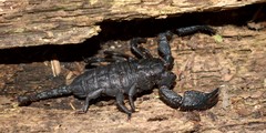 Opisthacanthus capensis