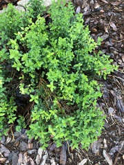 Scutellaria suffrutescens