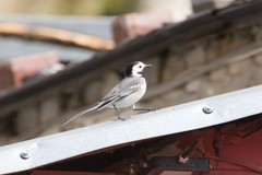 Motacilla alba
