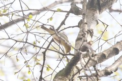 Phylloscopus trochilus