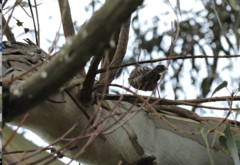 Campylorhynchus fasciatus