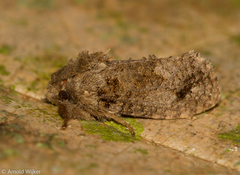 Acrolophinae