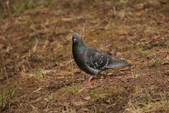 Columba livia