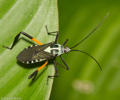 Plaxiscelis mirifica