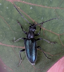 Brachysomida californica