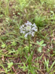 Marshallia caespitosa