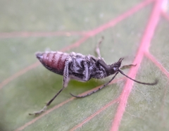 Brachysomida californica