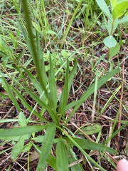 Marshallia caespitosa