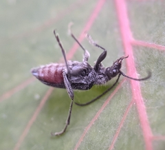 Brachysomida californica