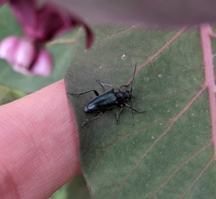 Brachysomida californica
