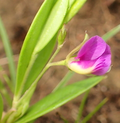 Polygala amatymbica