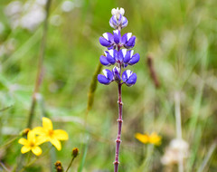 Lupinus pubescens