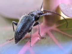 Brachysomida californica