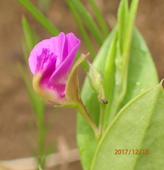 Polygala amatymbica