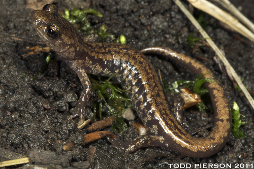 Sacramento Mountain Salamander