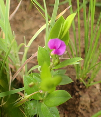 Polygala amatymbica