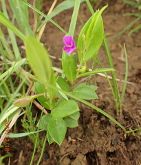 Polygala amatymbica