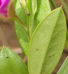 Polygala amatymbica