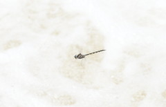 Notoaeschna sagittata