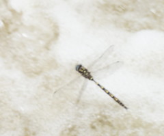 Notoaeschna sagittata