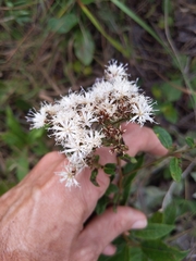 Vernonia ferruginea