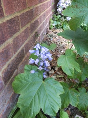 Hyacinthoides × massartiana