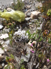 Psoralea bracteolata