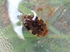 Laccophilus maculosus