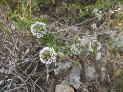 Psoralea bracteolata