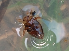 Laccophilus maculosus