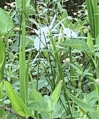 Hymenocallis liriosme