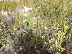 Psoralea bracteolata