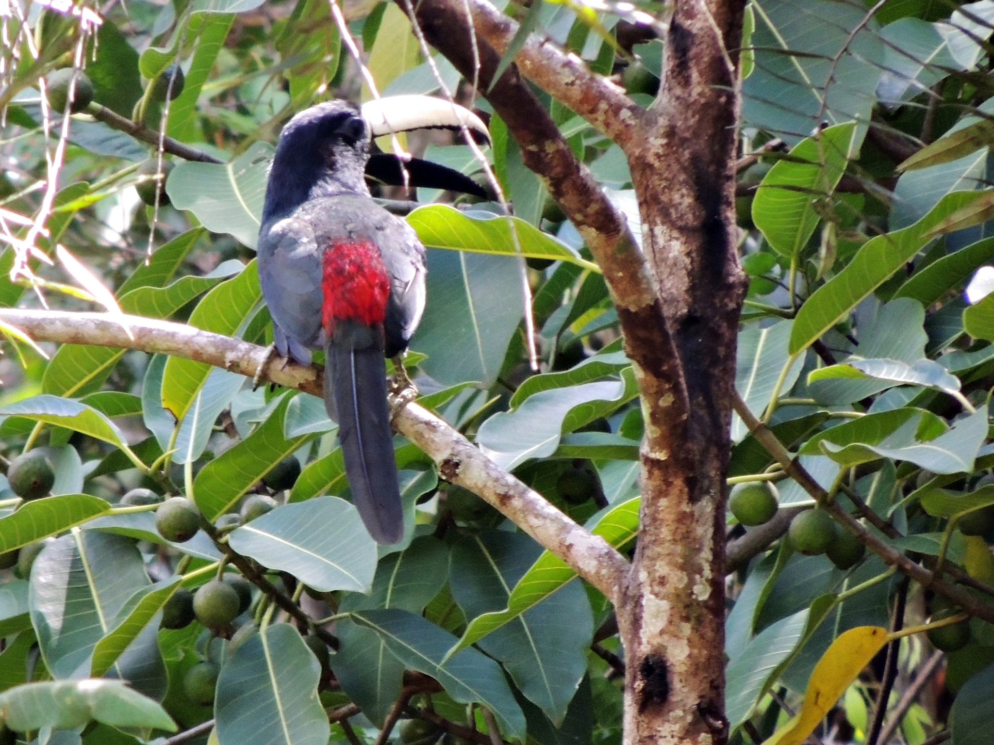 Black-necked Aracari illustration