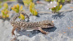 Pachydactylus geitje