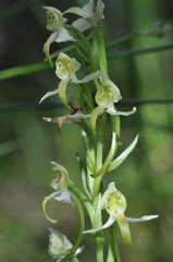 Platanthera algeriensis