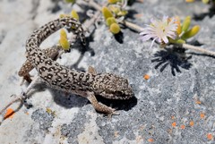 Pachydactylus geitje