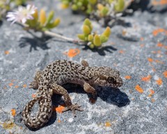 Pachydactylus geitje